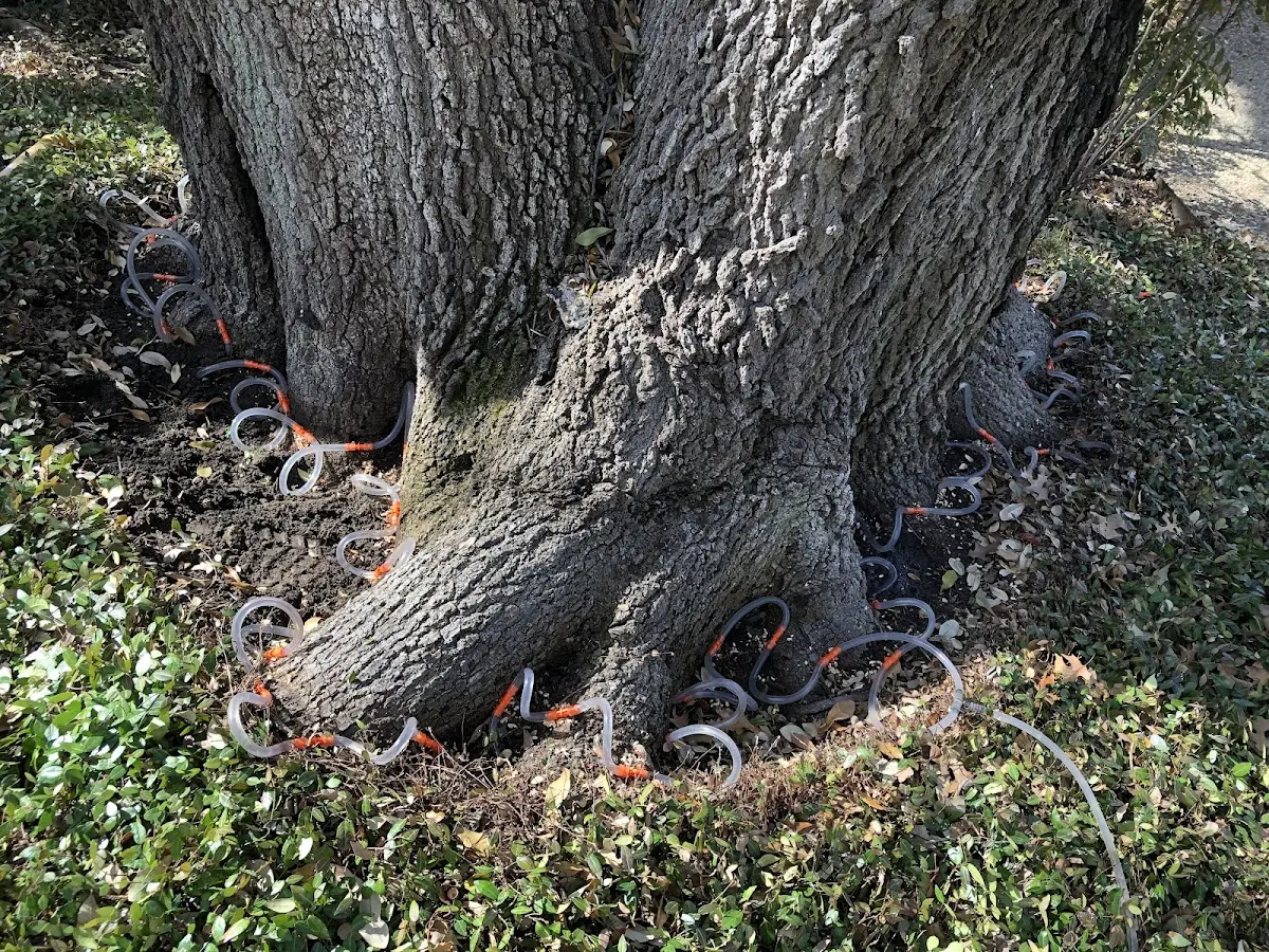 Detailed Tree Cabling and Bracing job site in Charlton Heights