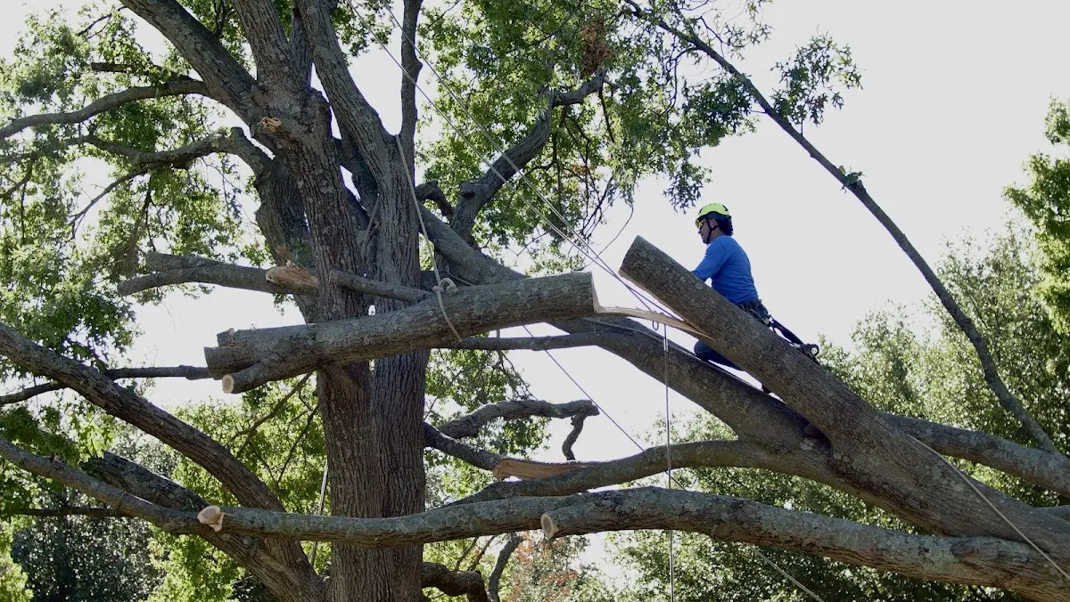 Professional Crown Thinning performed by certified arborists in Charlton Heights