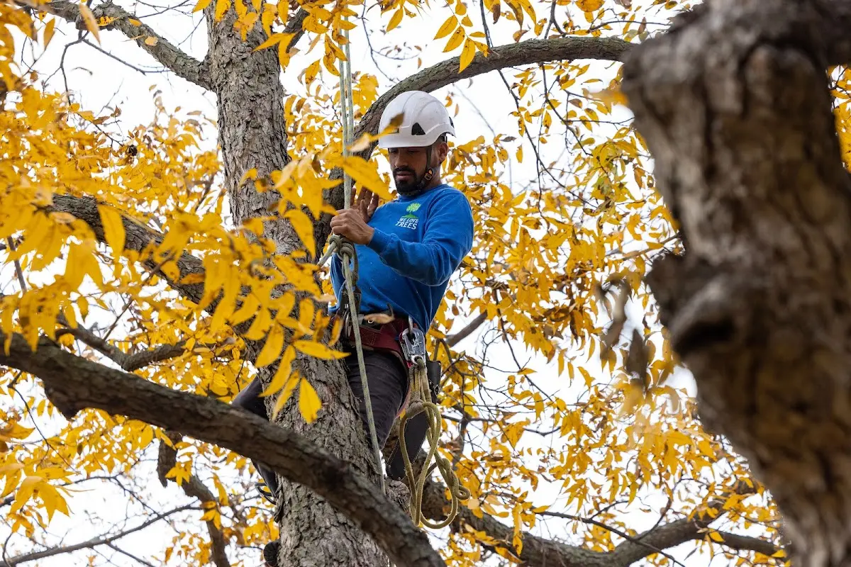 Skilled Storm Damage Cleanup crew working in Charlton Heights