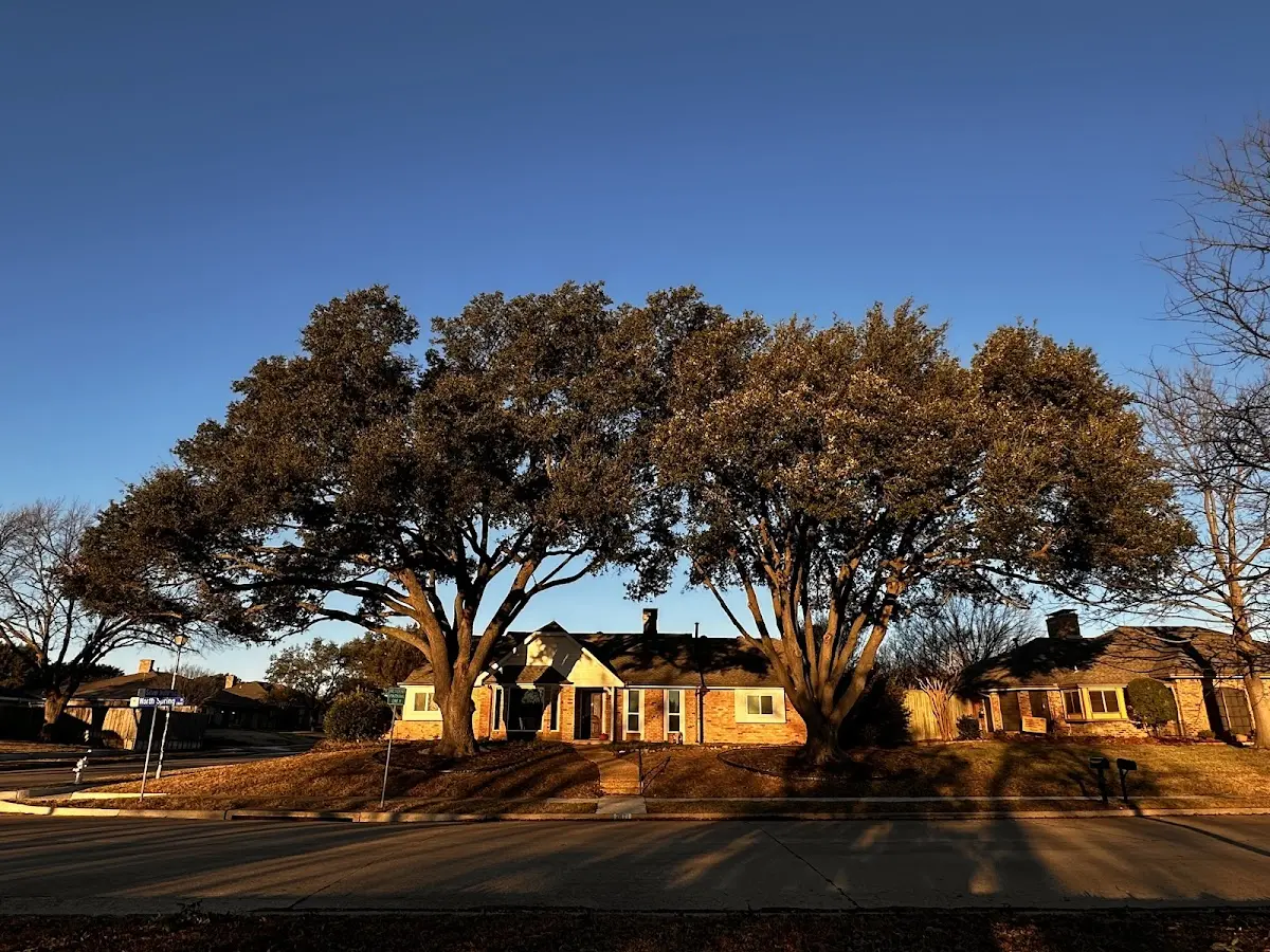 Established residential canopy tree shading a home in Charlton Heights