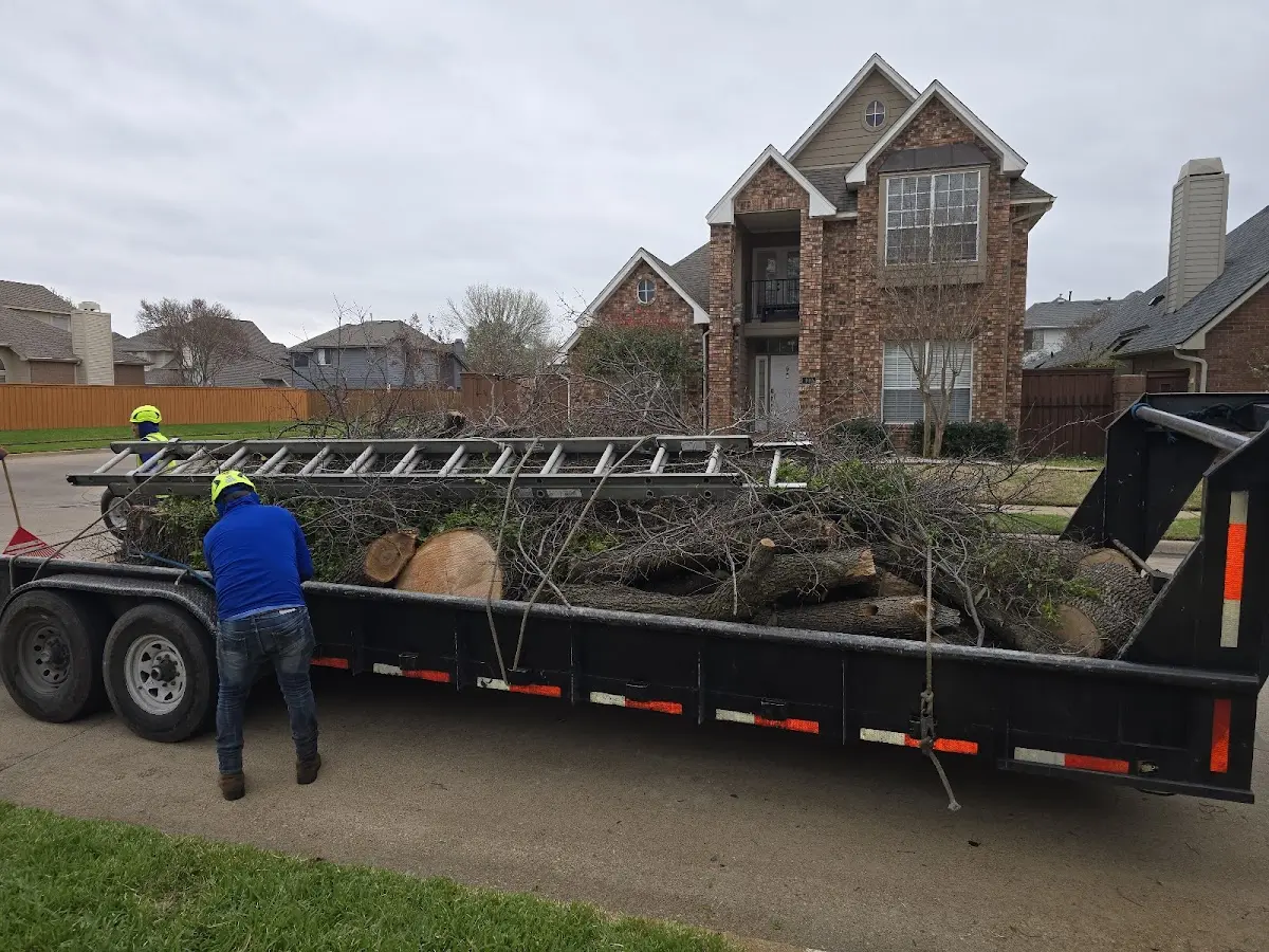 Expert Tree Pest Control with proper safety equipment in Charlton Heights